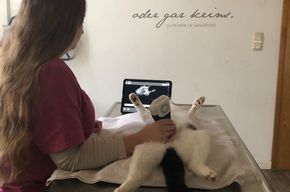 Ultraschall Tiere Obergünzberg
